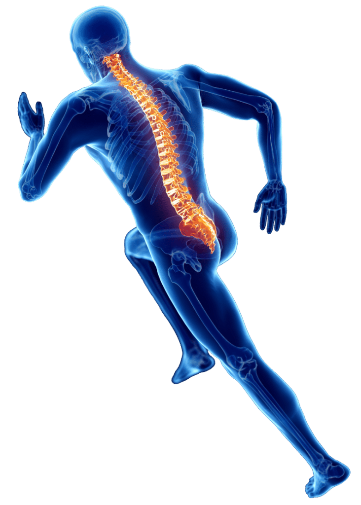Skeleton Spine