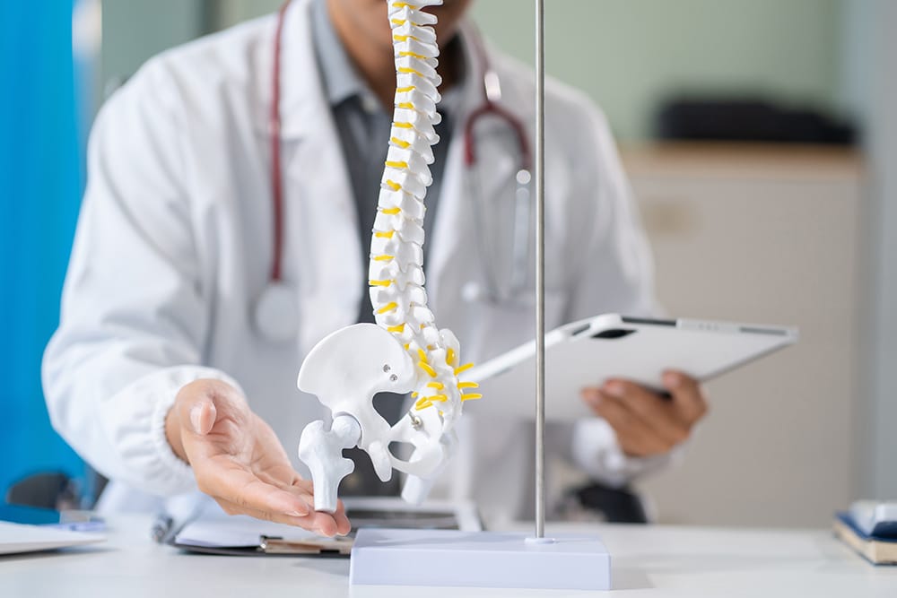 Spine specialist with a human spine anatomy model.
